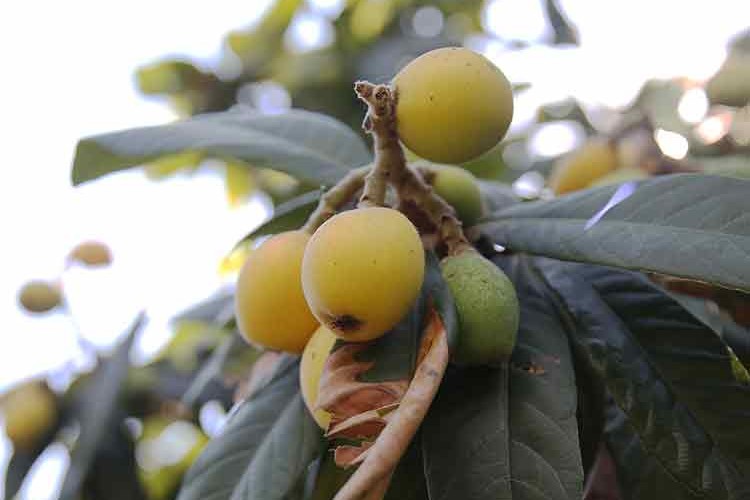 Yenidünyanda 3 bin ton rekolte bekleniyor