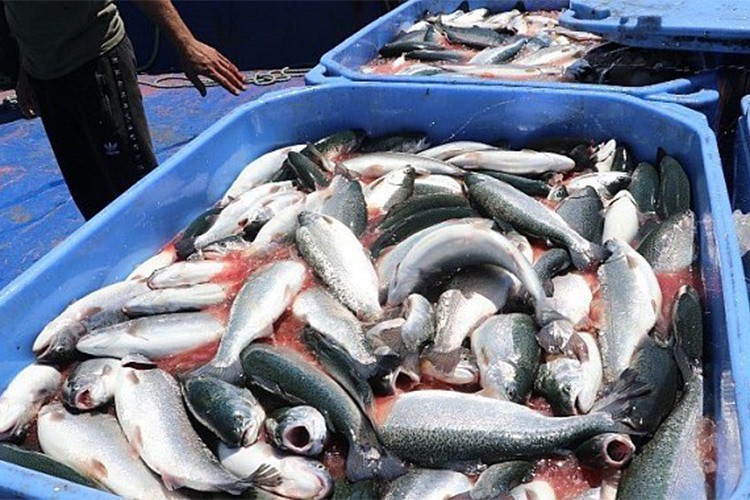 Türk somonu ihracatı 9 ayda 351,3 milyon doları aştı