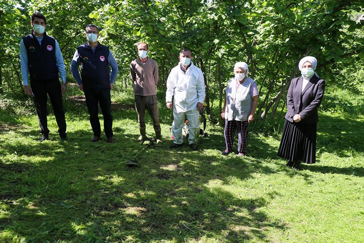 Tam kapanma fındık bahçelerin bakımı için fırsat