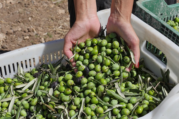 Sezonun ilk zeytinyağı Ayvalık'ta sıkıldı