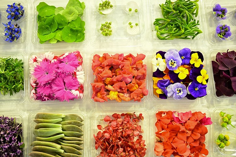 Kontrollü tarımla yenilebilir çiçek üretimi