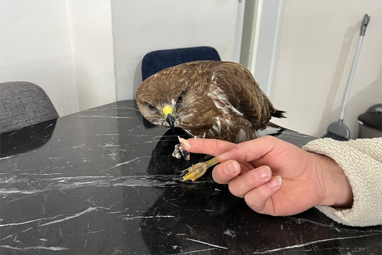 Donmak üzereyken bulduğu atmacayı evinde etle besledi