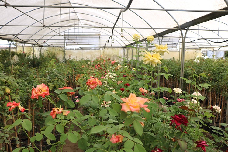 Süs bitkilerini 6 ülkeye ihrac ediyor