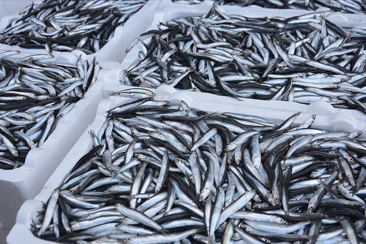 Hamsi ihracatı yılın ilk yarısını yüzde 7 artışla kapattı