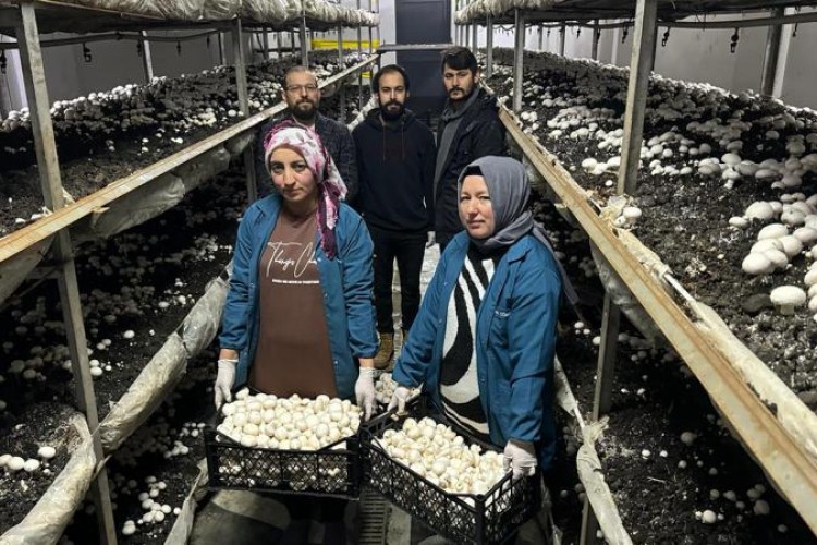 Devlet desteğiyle kurdu; yılda 60 ton mantar üretiyor