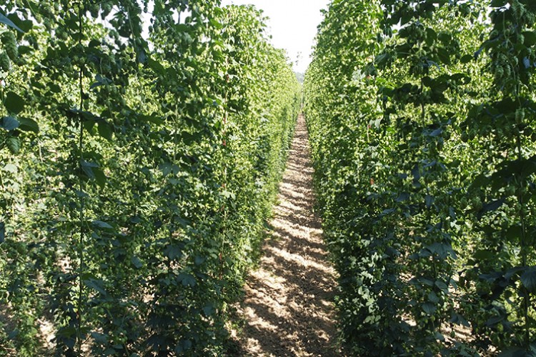 Bilecik'in ürünlerinin ekonomik değerinin artırılmasına çalışılıyor