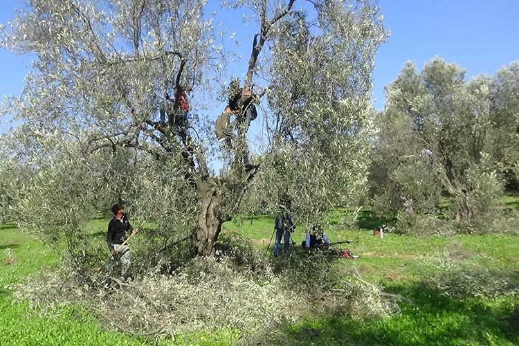 Edremit Körfezi'ndeki zeytin bahçeleri komandolara emanet