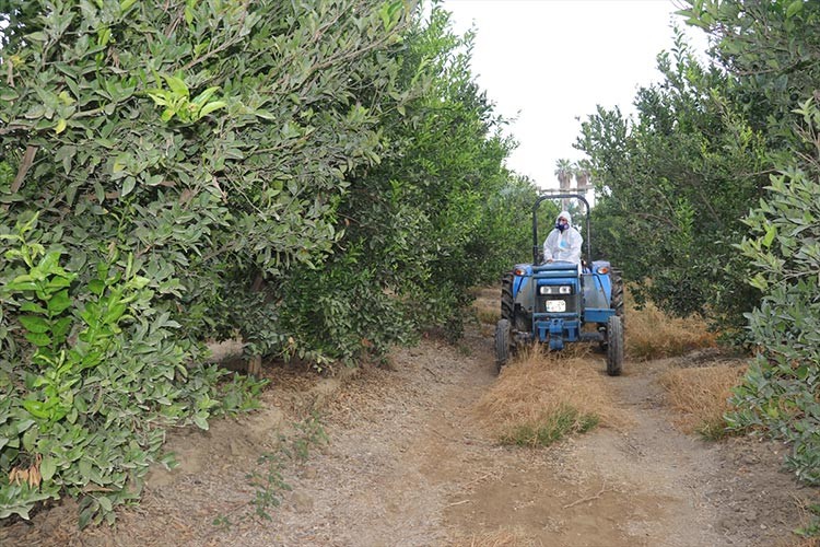 Akdeniz meyve sineğine karşı topyekun mücadele
