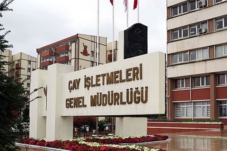 ÇAYKUR'un ikinci sürgün yaş çay alımı 91 bin tona ulaştı