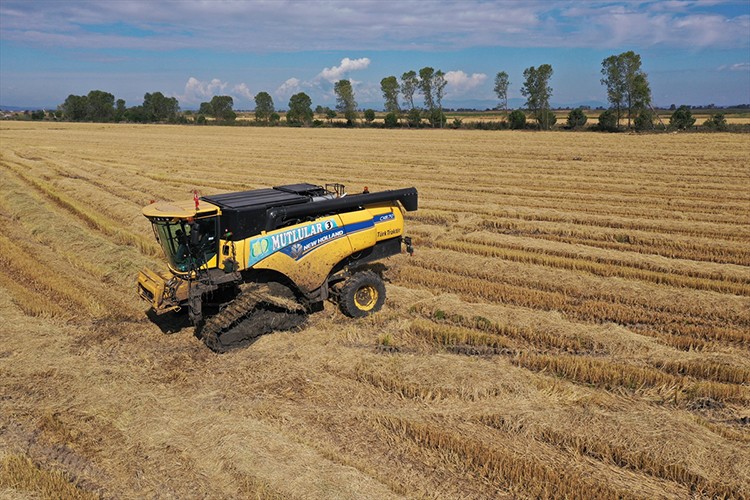 Çeltik tarlalarında hasat zamanı