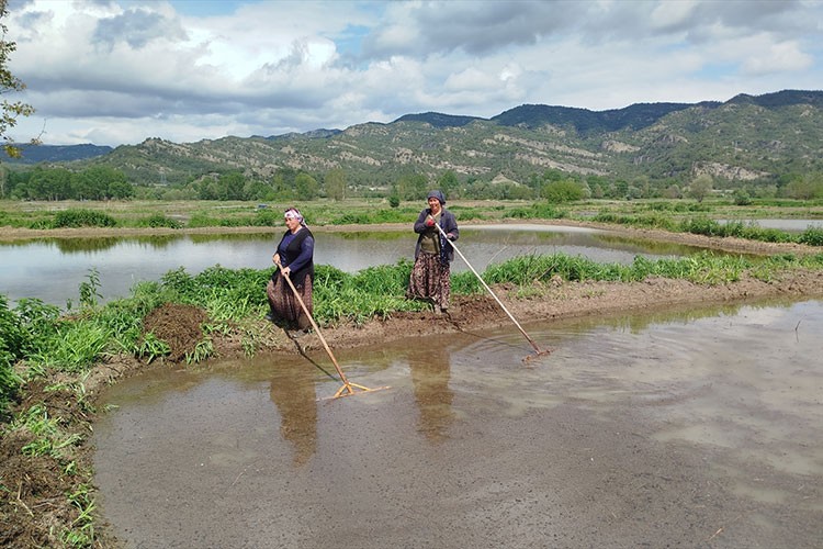 Sinop'ta 18 bin dekar alanda çeltik ekimine başlandı