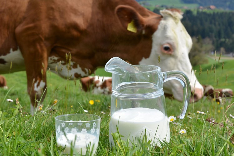 Toplanan inek sütü miktarı şubatta 857 bin 821 ton oldu