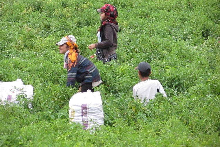 Nurdağı'nda kırmızı biber hasadı sürüyor