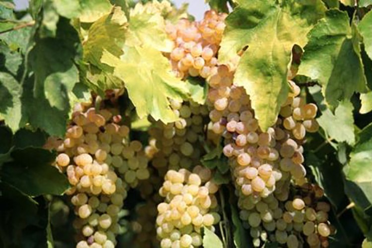 İki salkımdan biri Rusya'ya