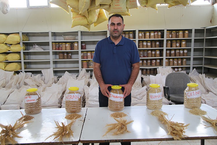 "Çetiner" ve "Ruha 63" ile verim katlanacak