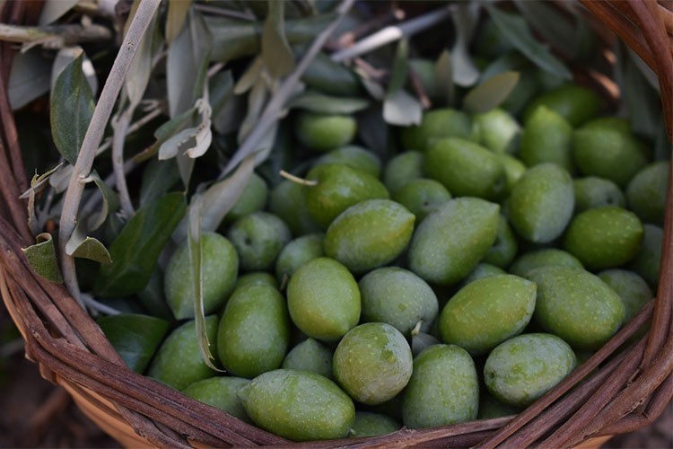 Aydın memecik zeytini AB'den coğrafi işaret tescili aldı