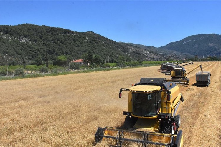 Dalaman Tarım İşletmesinde tohumluk buğday hasadı başladı