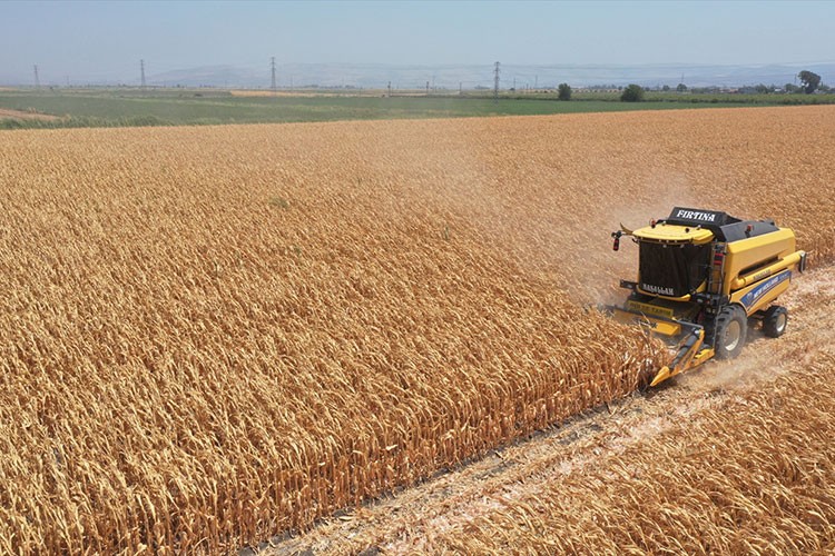 Hatay'da mısır hasadı başladı