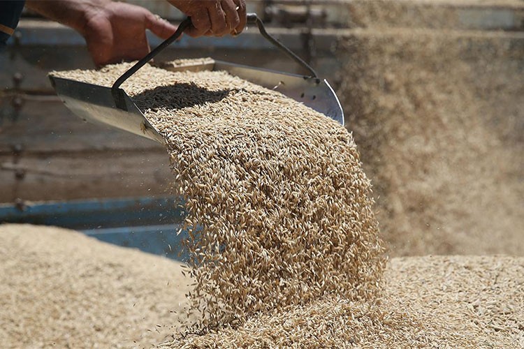 Hububat, bakliyat ve yağlı tohumlar ihracatı 1,03 milyar dolar oldu