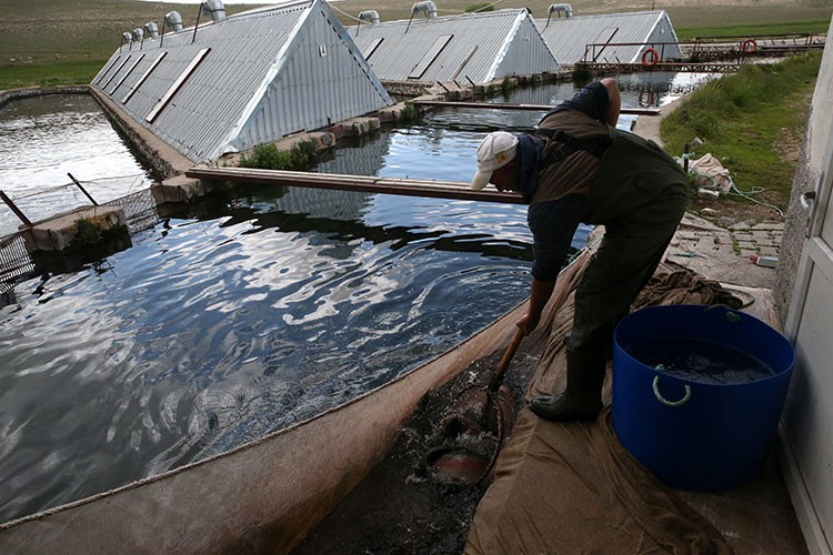 Alabalık üretimi 220 milyon adede ulaştı