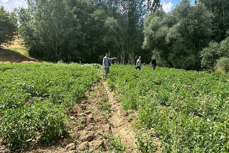 Hakkari'de patateste iyi verim bekleniyor