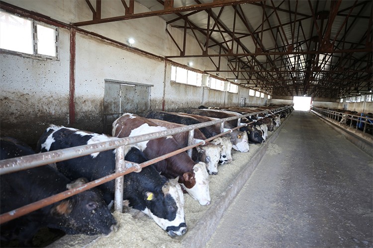 Çiftlikte hem et hem de enerji üretiyor