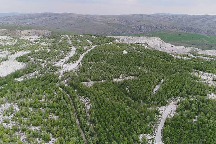 1,5 milyon fidan dikti