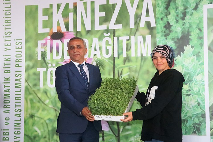 Geçen yıl 1265 ton tıbbi aromatik bitki üretildi