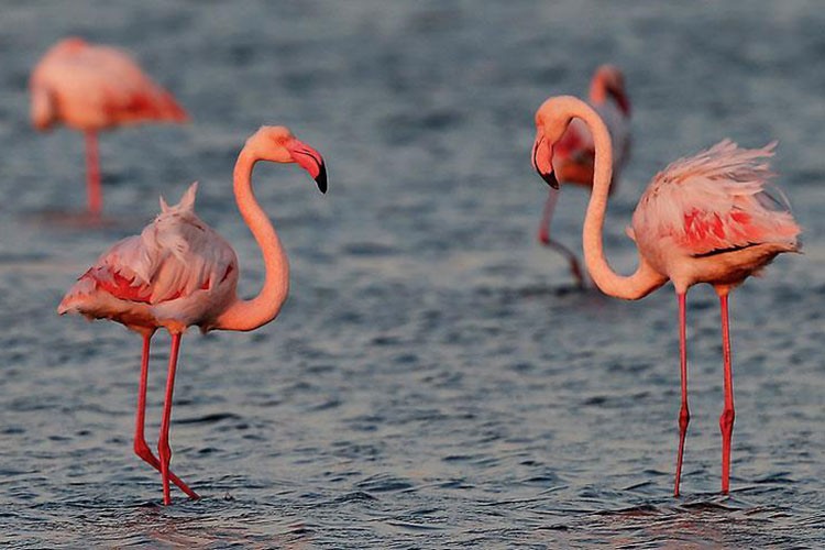 İzmir Kuş Cenneti'nde 650 yavru flamingo halkalandı