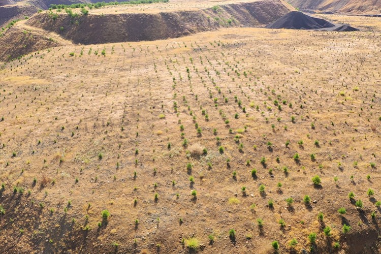 Eski maden sahaları çiçek ve ağaçlarla donatılıyor