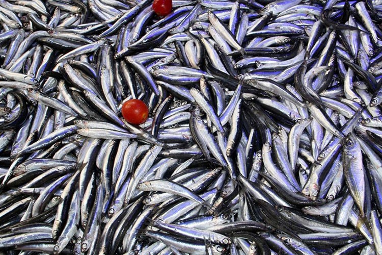 Karadeniz'de hamsi bolluğu balıkçıların yüzünü güldürdü