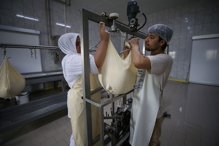 Balıkesir'in "ağlayan" peyniri 120 günde sofralara geliyor