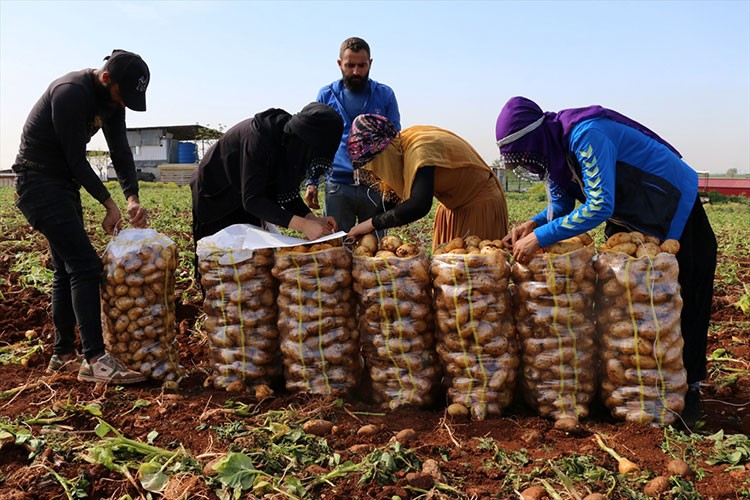 Adana'da turfanda patateste hasat mesaisine başlandı