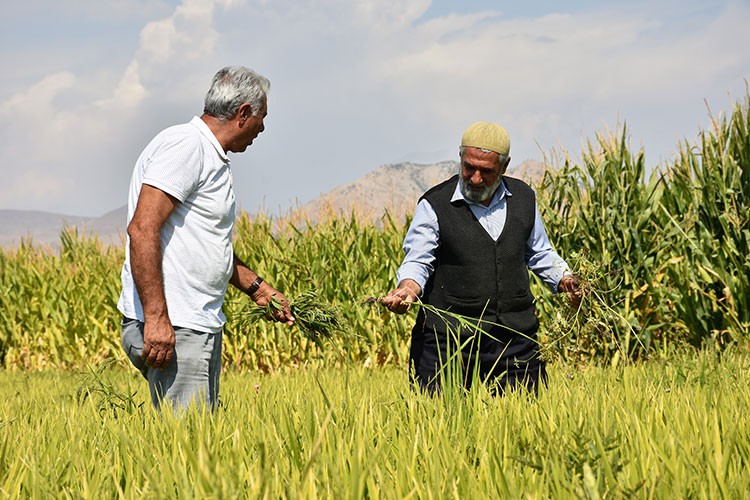 Muş'ta 3 dekarlık alanda çeltik ekimi yapıldı
