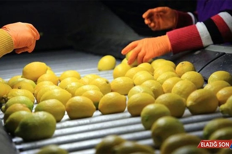 Limon ihracatı yarından itibaren geçici olarak durdurulacak