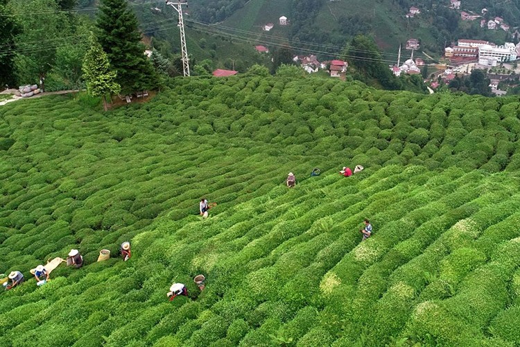 Rize'nin 5 aylık çay ihracatı 7,4 milyon doları aştı