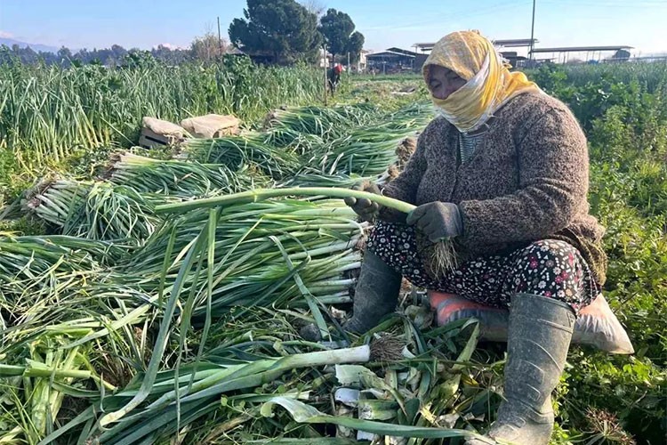 Kadınlar kış sebzesi hasadı yapıyor