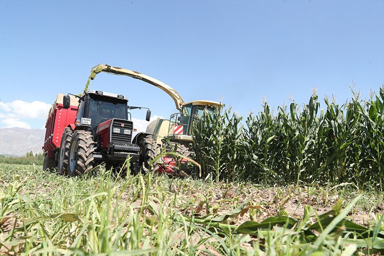 Silajlık mısır üretimi hayvancılığı güçlendiriyor
