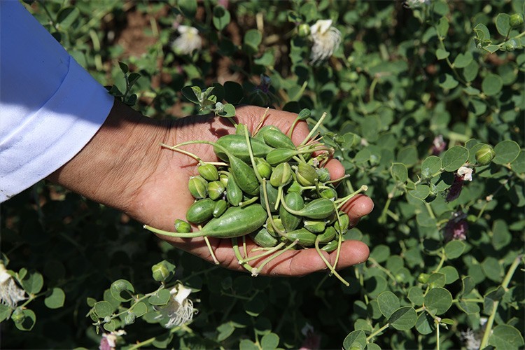 Kapari Milli Çeşit Listesi'ne Diyar 2017 adıyla kaydedildi
