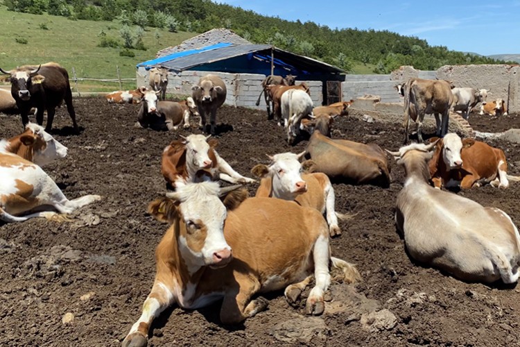 Hem hayvan sayısında hem verimlilikte artış hedefleniyor
