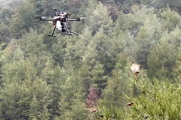 Çam kese böcekleriyle mücadele için dron geliştirildi
