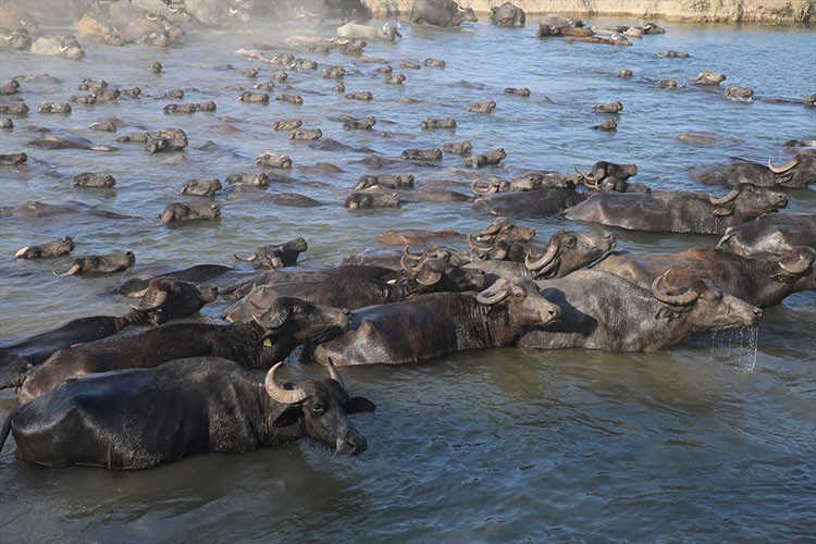 Tokat'ta manda sayısı arttı