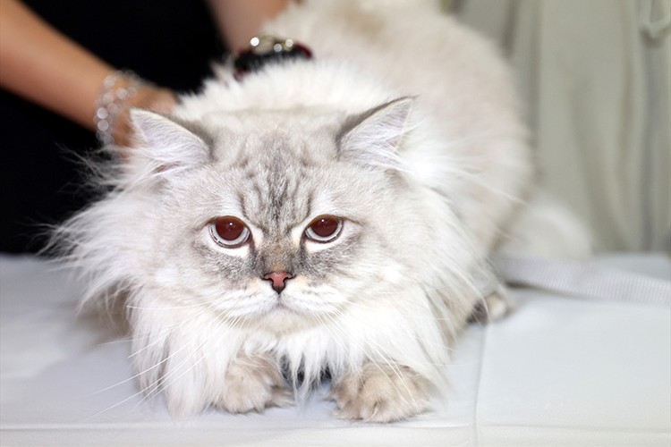 Sivas'ta kedi güzellik yarışması düzenlendi