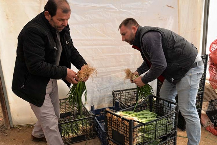Seralarda soğan hasadı