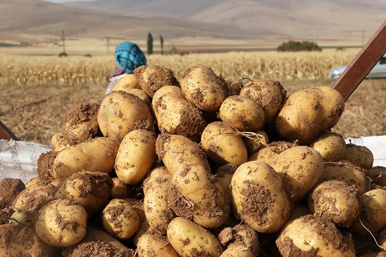 Malatya'da patatesten 6 bin ton rekolte bekleniyor