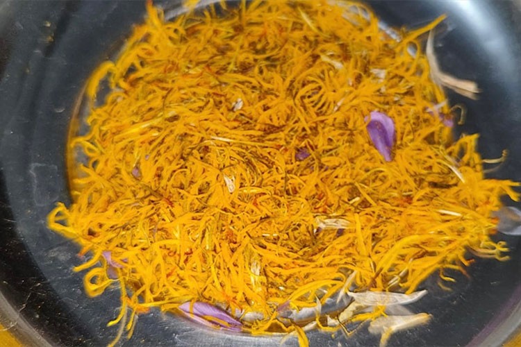 Isparta'da safran ekim alanı devlet desteğiyle genişliyor