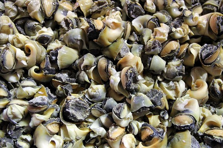 Türkiye, deniz salyangozundan 10,4 milyon dolar kazandı