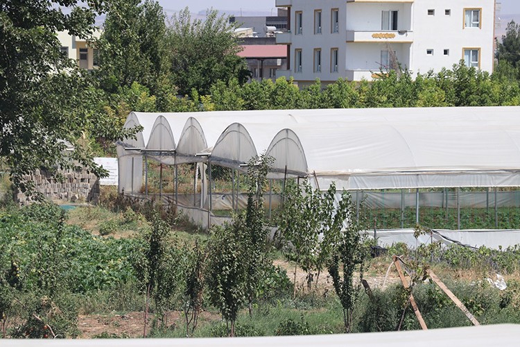 543 serada yıllık ortalama 20 bin ton sebze üretiliyor