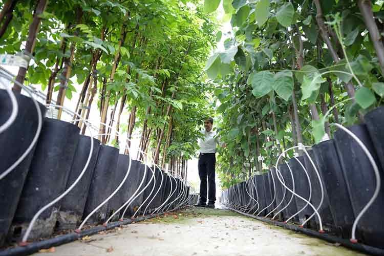 Tropik meyve üretmek için Kumluca'da merkez kuruldu