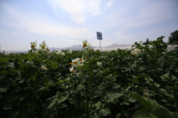 "Karsu" ve "Cansu" adlı yerli patates çeşitleri geliştirildi